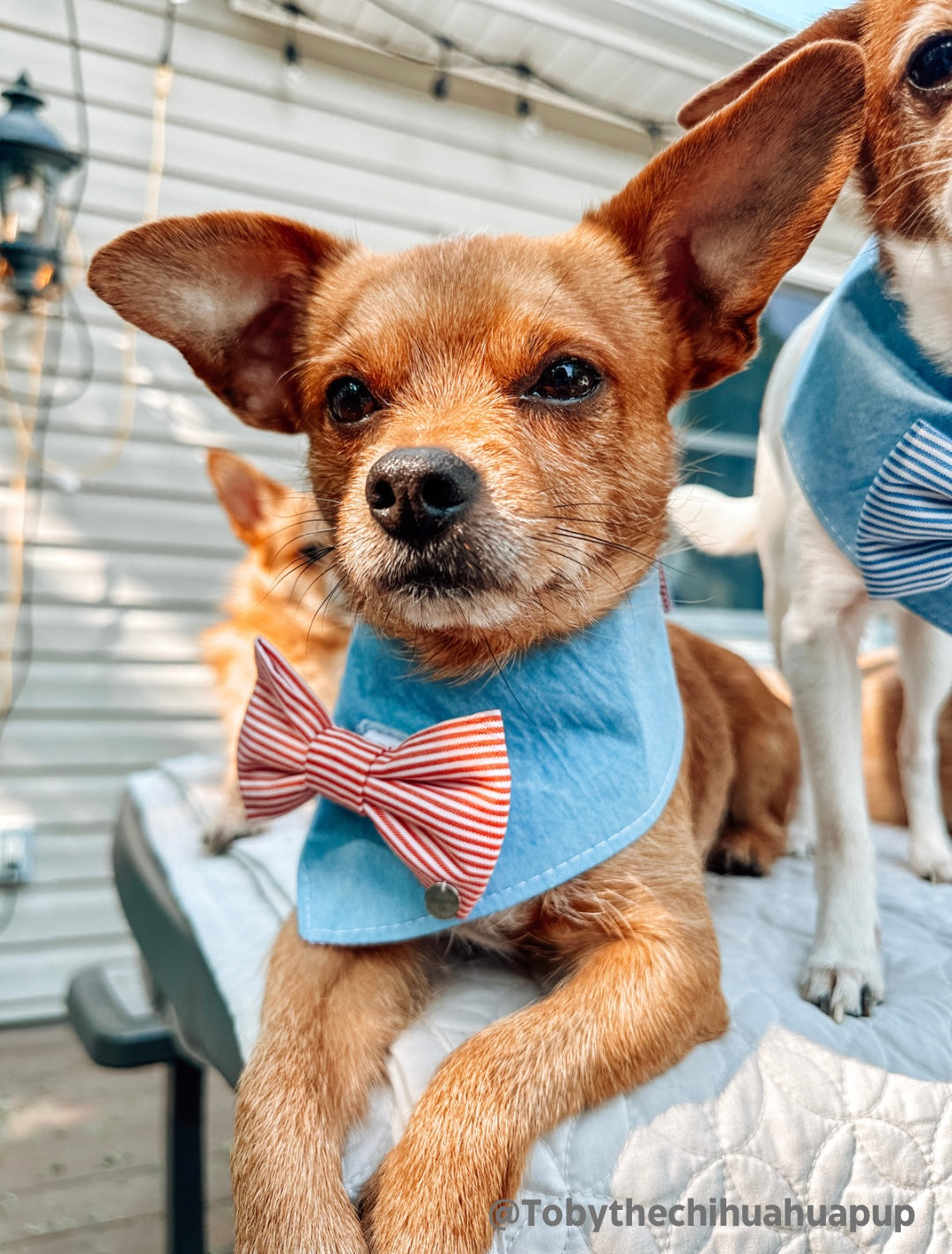 The “Red white and cutie” removable bow tie bandana
