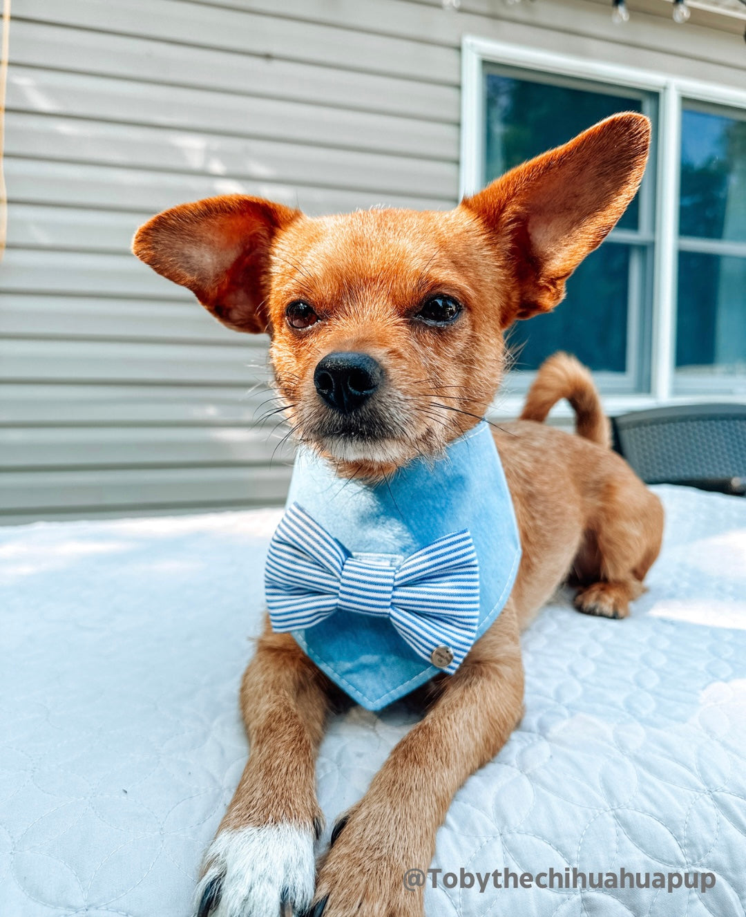 The “Fire cracker” removable bow tie bandana