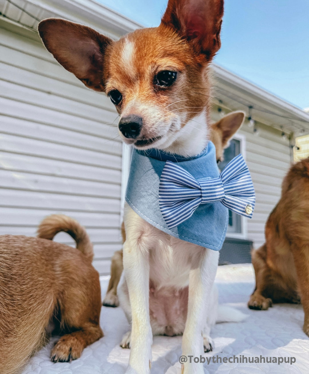 The “Fire cracker” removable bow tie bandana